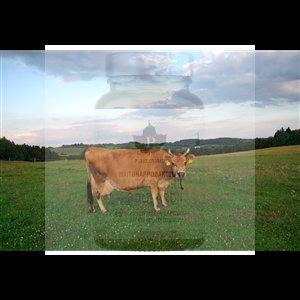 100% Grass Fed Whey 900g natural