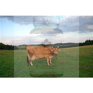 100% Grass Fed Whey 900g čokoláda